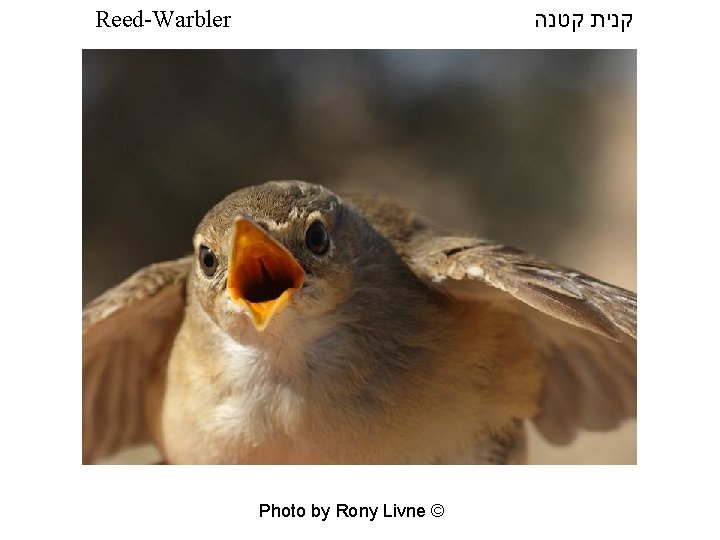  קנית קטנה Reed-Warbler Photo by Rony Livne © 