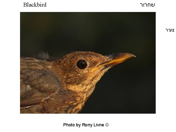  שחרור Blackbird צעיר Photo by Rony Livne © 