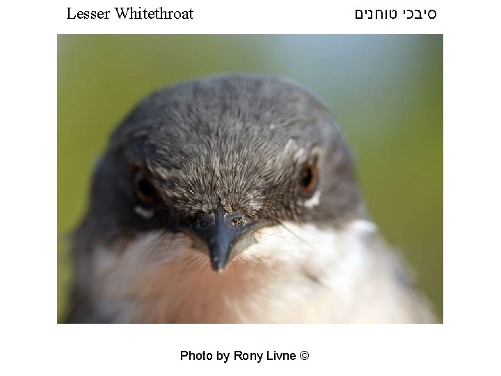 Lesser Whitethroat Photo by Rony Livne © סיבכי טוחנים 