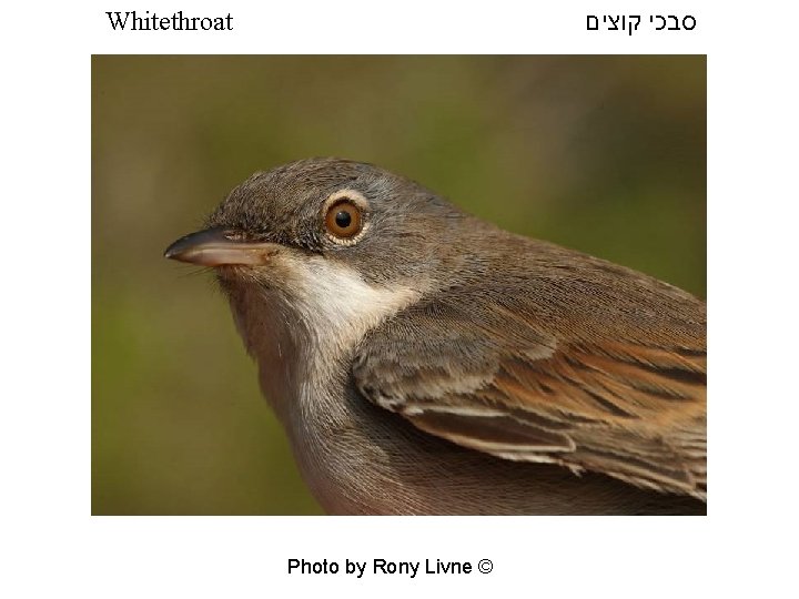 סבכי קוצים Whitethroat Photo by Rony Livne © 
