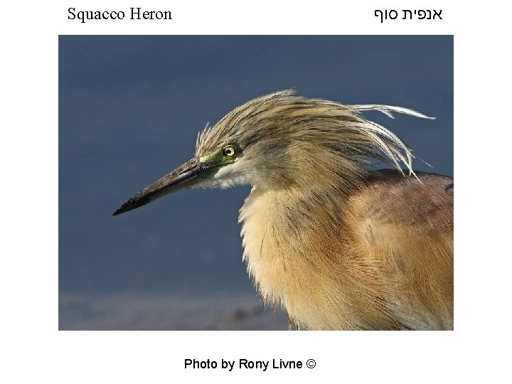  אנפית סוף Squacco Heron Photo by Rony Livne © 