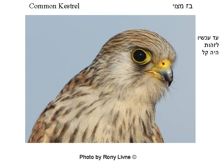 Common Kestrel בז מצוי עד עכשיו לזהות היה קל Photo by Rony Livne ©