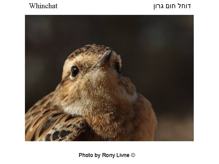  דוחל חום גרון Whinchat Photo by Rony Livne © 