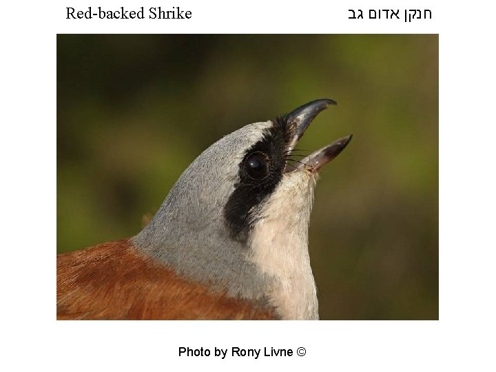 Red-backed Shrike Photo by Rony Livne © חנקן אדום גב 