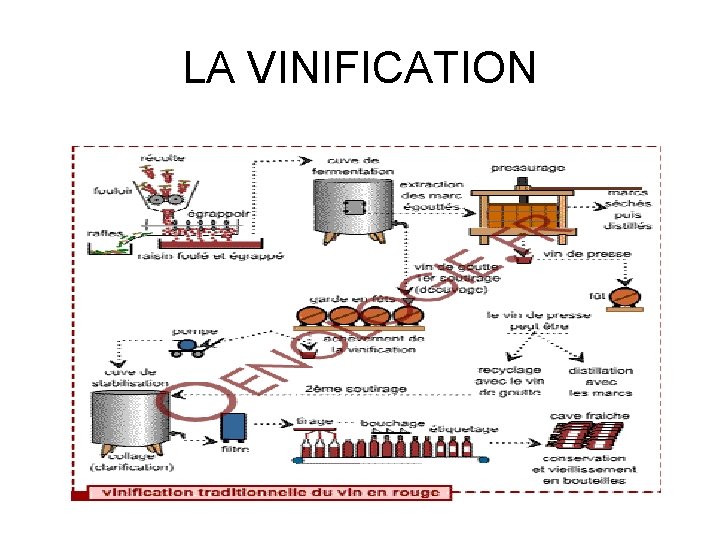 LA VINIFICATION 