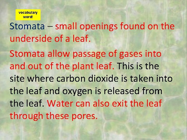 vocabulary word! Stomata – small openings found on the underside of a leaf. Stomata
