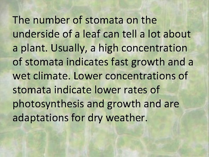 The number of stomata on the underside of a leaf can tell a lot