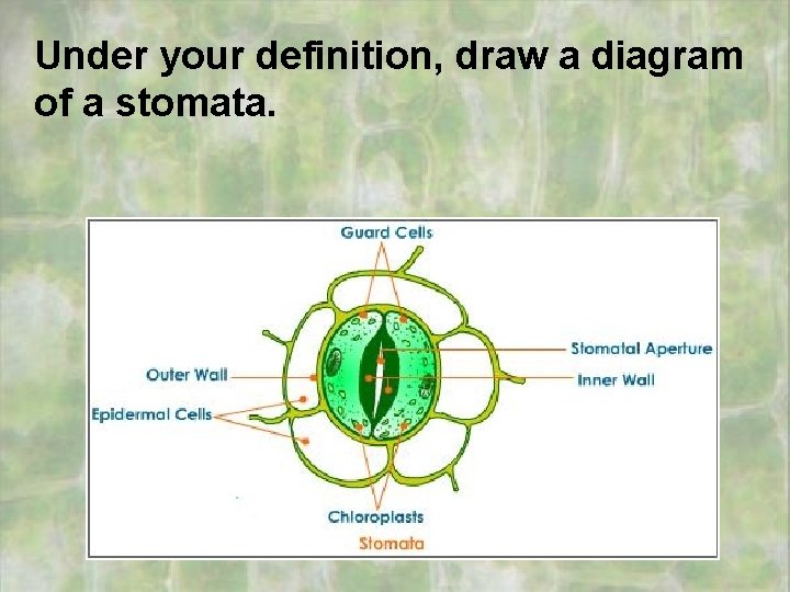 Under your definition, draw a diagram of a stomata. 