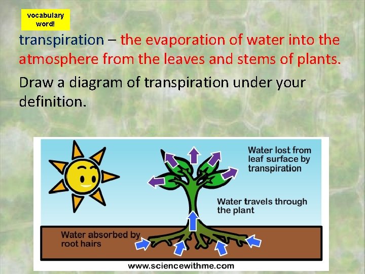 vocabulary word! transpiration – the evaporation of water into the atmosphere from the leaves