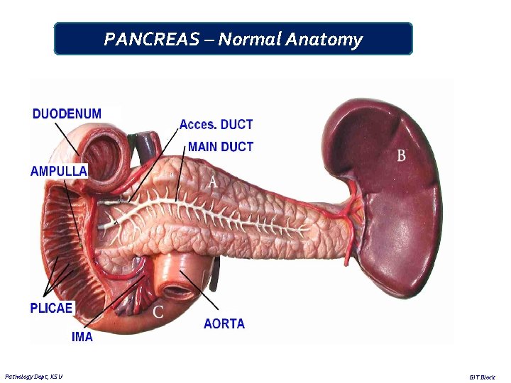 PANCREAS – Normal Anatomy Pathology Dept, KSU GIT Block 