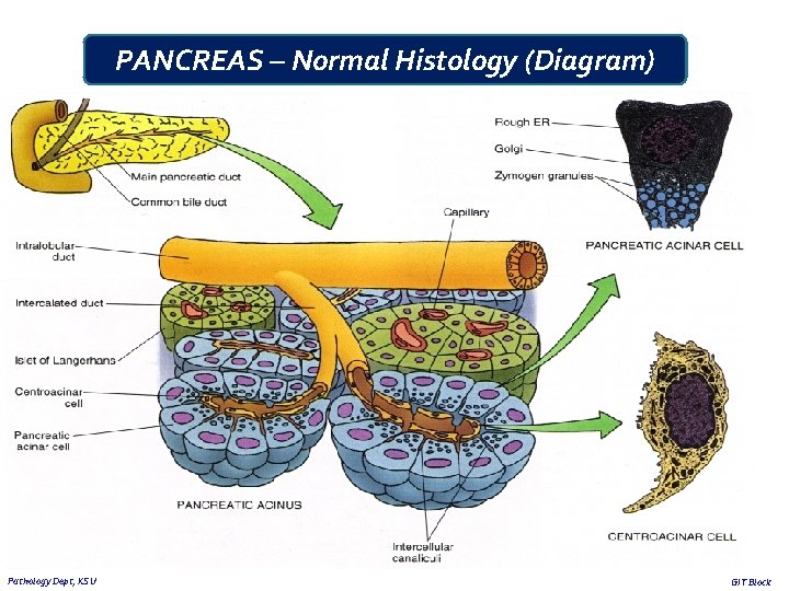 PANCREAS – Normal Histology (Diagram) Pathology Dept, KSU GIT Block 