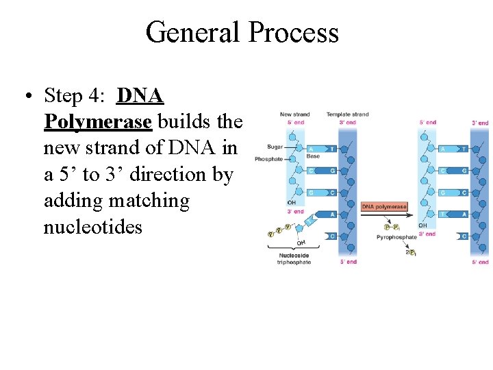 General Process • Step 4: DNA Polymerase builds the new strand of DNA in