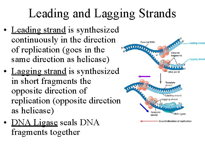 Leading and Lagging Strands • Leading strand is synthesized continuously in the direction of