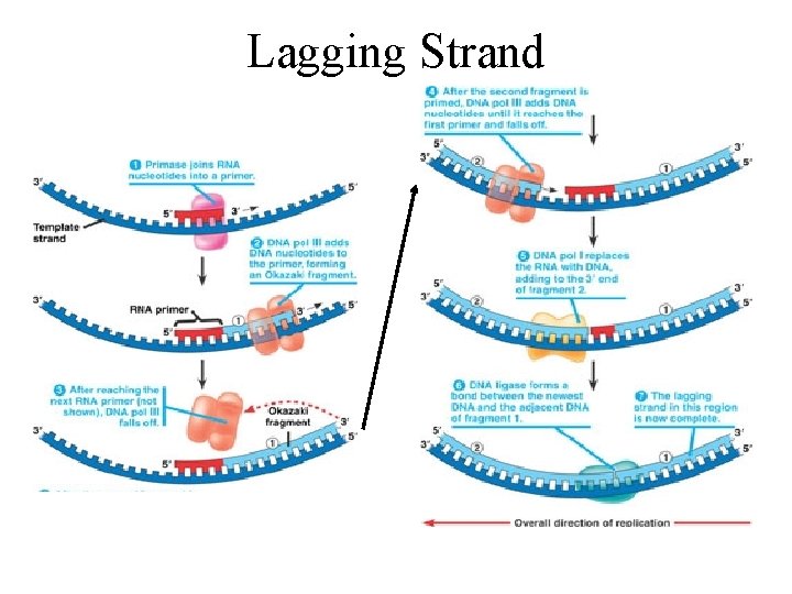 Lagging Strand 