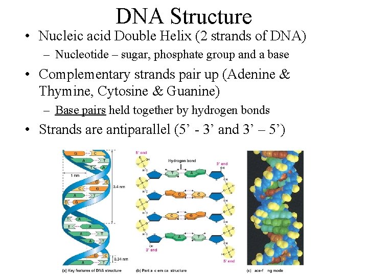 DNA Structure • Nucleic acid Double Helix (2 strands of DNA) – Nucleotide –