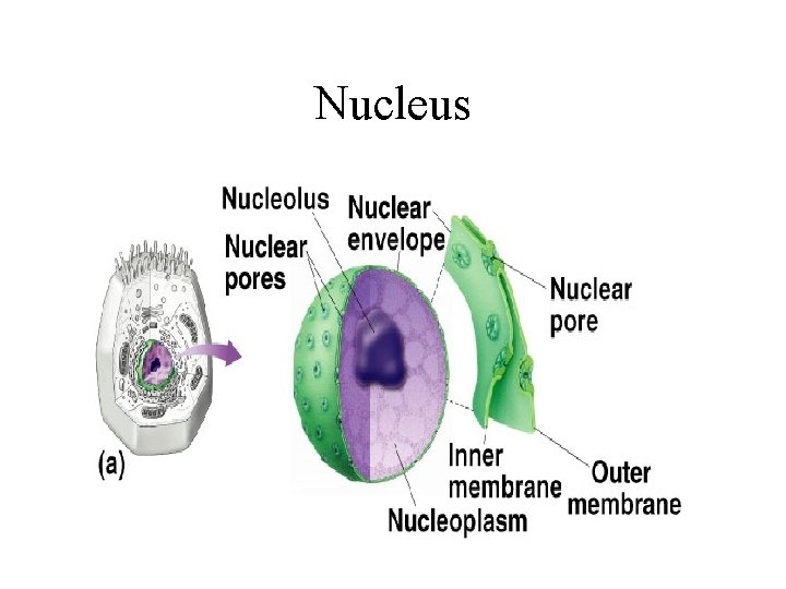 Nucleus 