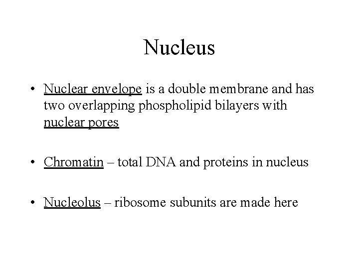 Nucleus • Nuclear envelope is a double membrane and has two overlapping phospholipid bilayers