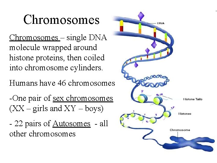 Chromosomes – single DNA molecule wrapped around histone proteins, then coiled into chromosome cylinders.