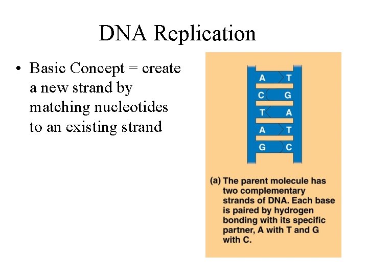 DNA Replication • Basic Concept = create a new strand by matching nucleotides to