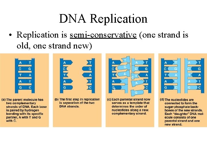 DNA Replication • Replication is semi-conservative (one strand is old, one strand new) 