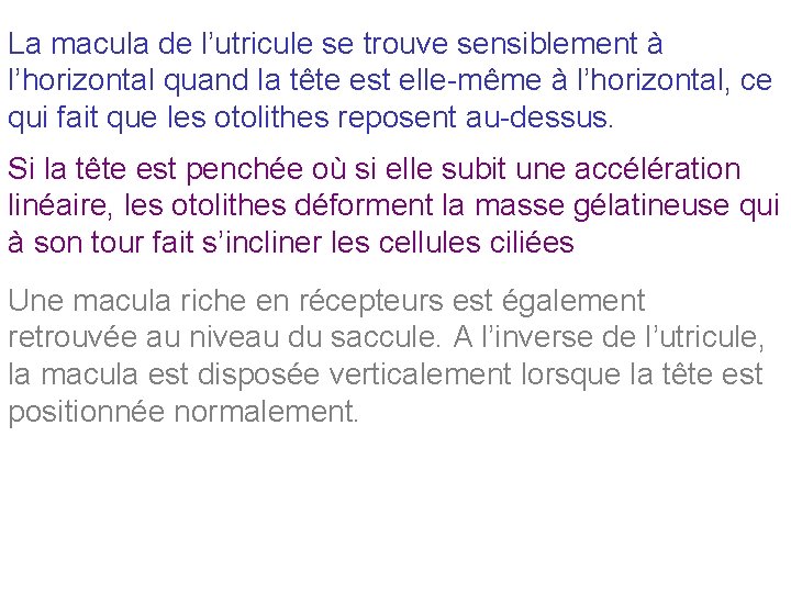 La macula de l’utricule se trouve sensiblement à l’horizontal quand la tête est elle-même