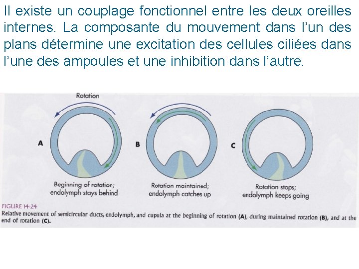 Il existe un couplage fonctionnel entre les deux oreilles internes. La composante du mouvement