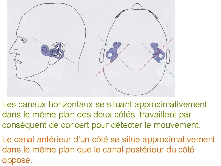 Les canaux horizontaux se situant approximativement dans le même plan des deux côtés, travaillent