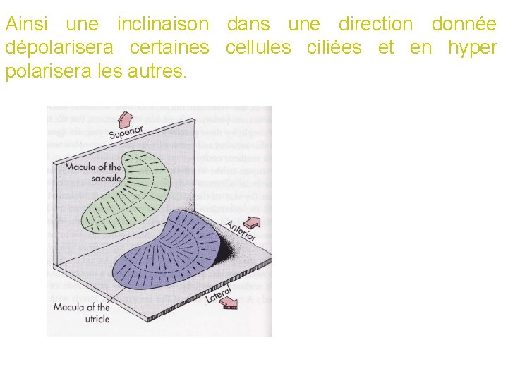 Ainsi une inclinaison dans une direction donnée dépolarisera certaines cellules ciliées et en hyper