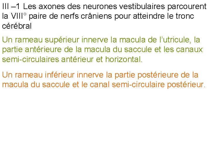 III – 1 Les axones des neurones vestibulaires parcourent la VIII° paire de nerfs