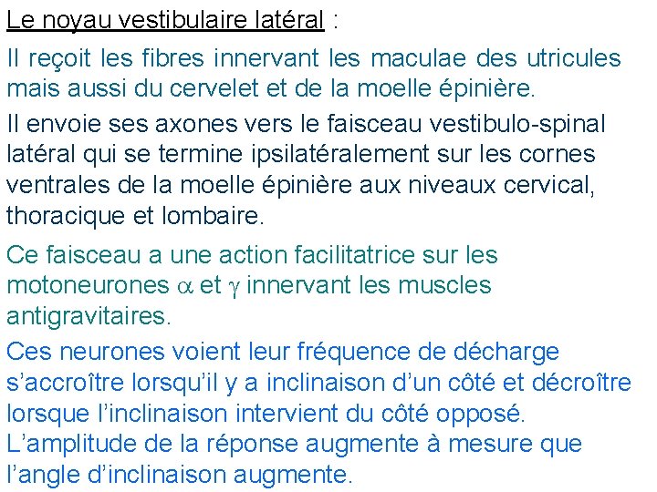Le noyau vestibulaire latéral : Il reçoit les fibres innervant les maculae des utricules