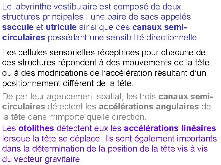 Le labyrinthe vestibulaire est composé de deux structures principales : une paire de sacs