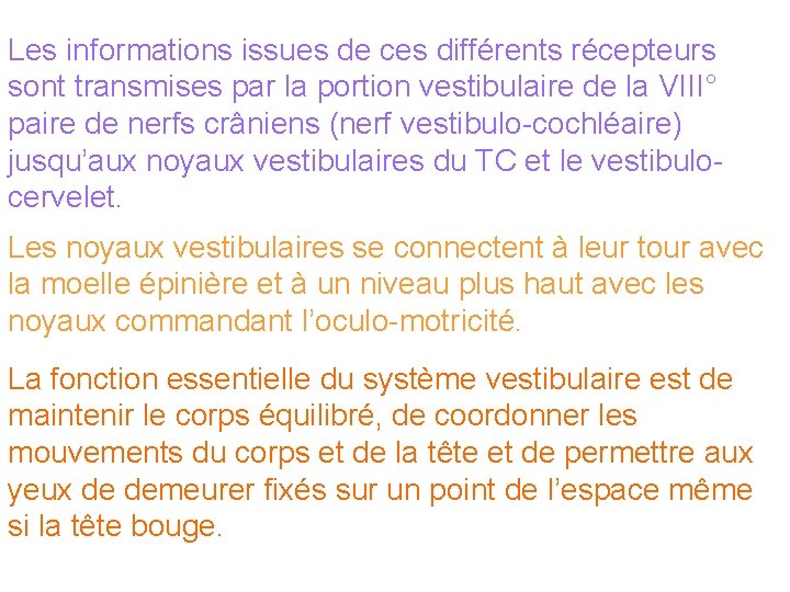 Les informations issues de ces différents récepteurs sont transmises par la portion vestibulaire de