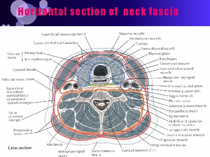 Horizontal section of neck fascia 
