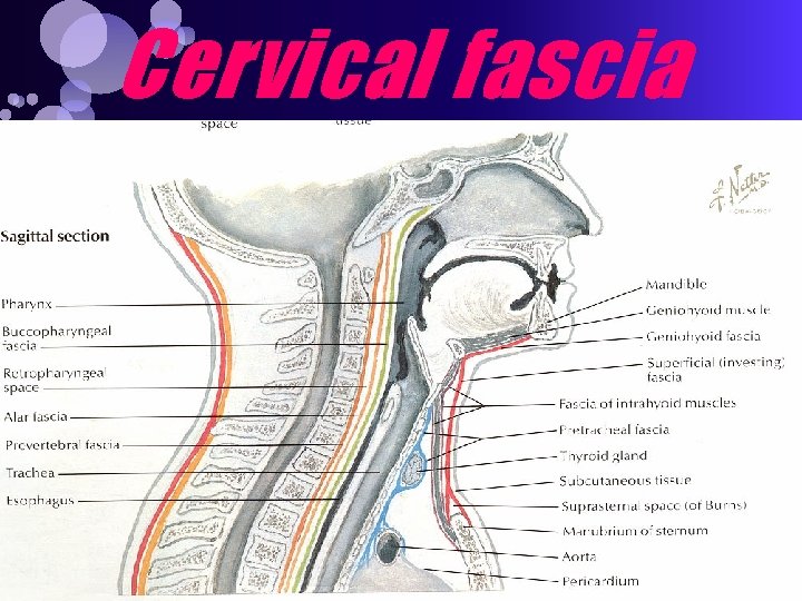 Cervical fascia 