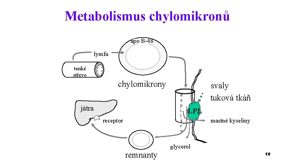 Metabolismus chylomikronů apo B-48 lymfa tenké střevo chylomikrony k a p i l á