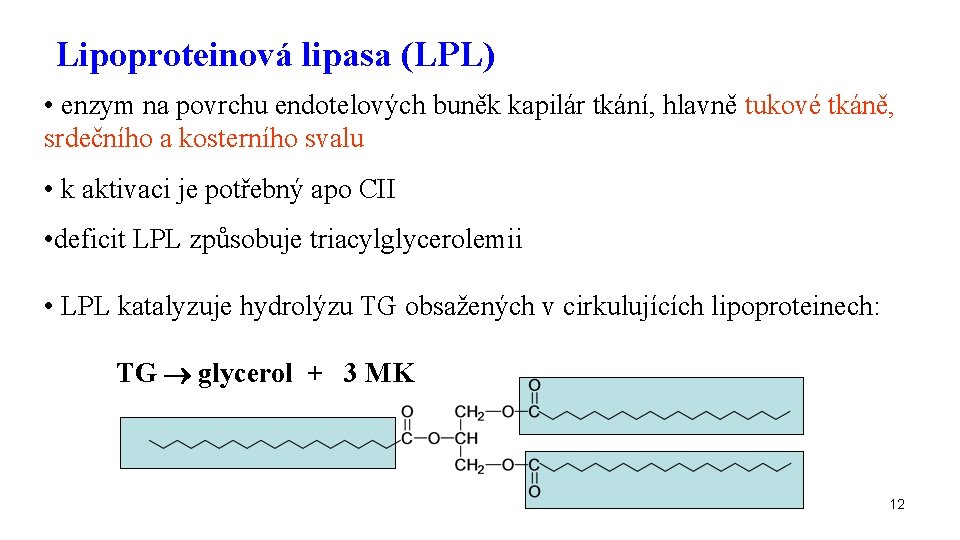 Lipoproteinová lipasa (LPL) • enzym na povrchu endotelových buněk kapilár tkání, hlavně tukové tkáně,