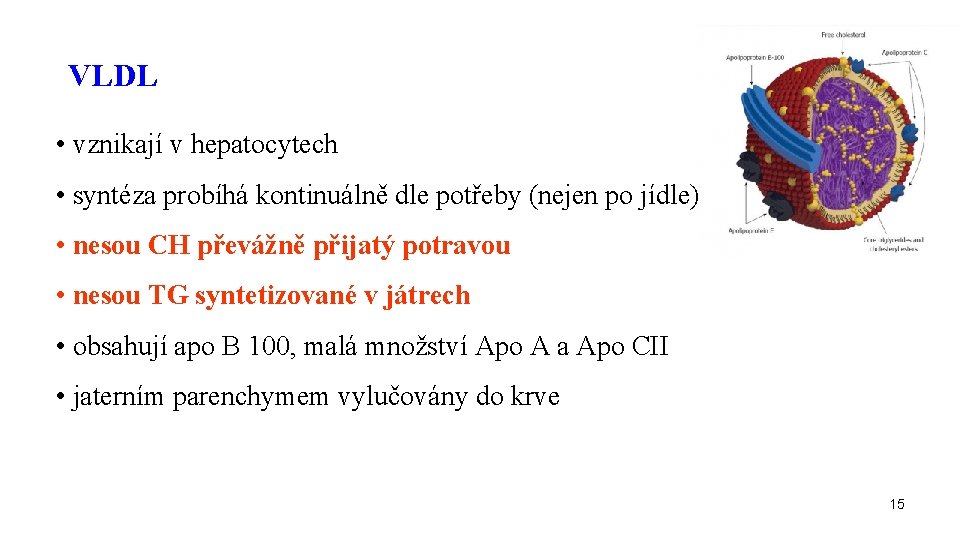 VLDL • vznikají v hepatocytech • syntéza probíhá kontinuálně dle potřeby (nejen po jídle)