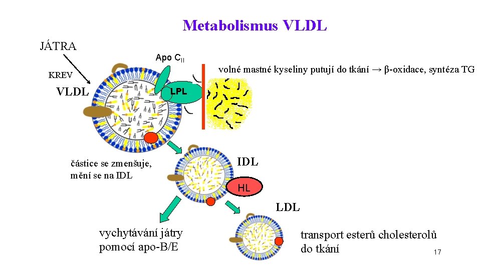 Metabolismus VLDL JÁTRA Apo CII KREV VLDL volné mastné kyseliny putují do tkání →