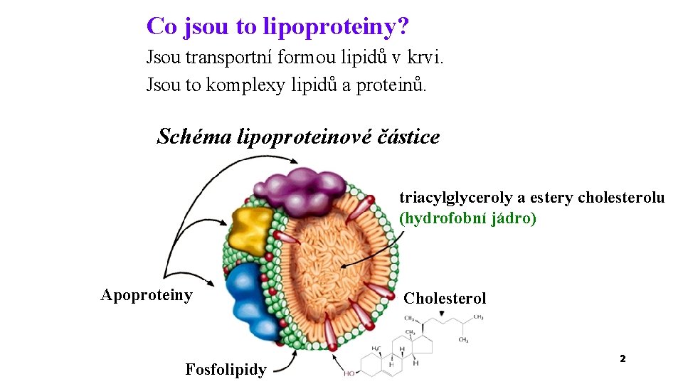 Co jsou to lipoproteiny? Jsou transportní formou lipidů v krvi. Jsou to komplexy lipidů