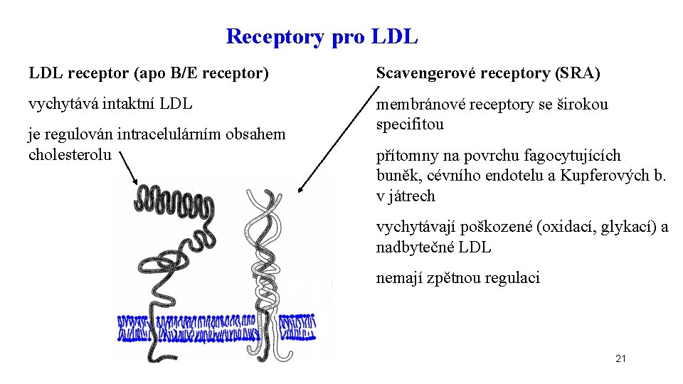 Receptory pro LDL receptor (apo B/E receptor) Scavengerové receptory (SRA) vychytává intaktní LDL membránové