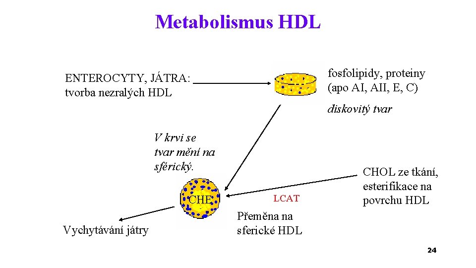 Metabolismus HDL fosfolipidy, proteiny (apo AI, AII, E, C) ENTEROCYTY, JÁTRA: tvorba nezralých HDL