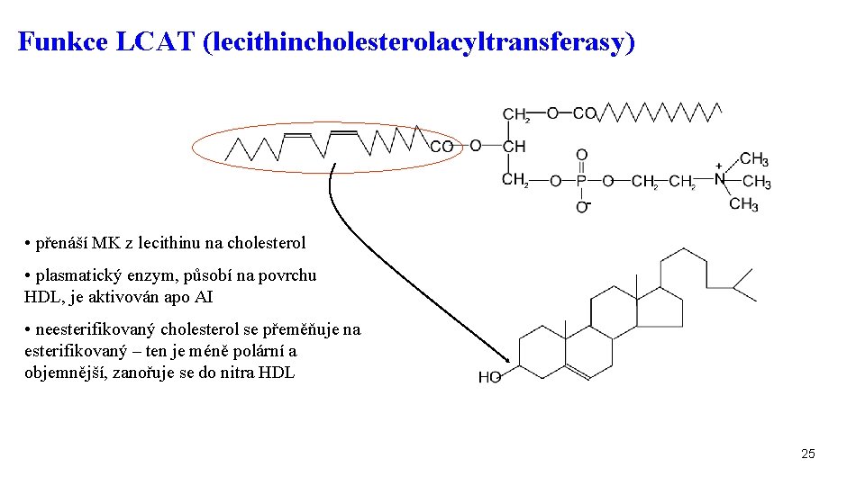 Funkce LCAT (lecithincholesterolacyltransferasy) - • přenáší MK z lecithinu na cholesterol • plasmatický enzym,