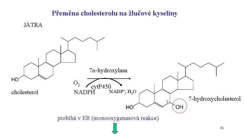 Přeměna cholesterolu na žlučové kyseliny JÁTRA 7α-hydroxylasa O 2 cholesterol cyt. P 450 NADP+,