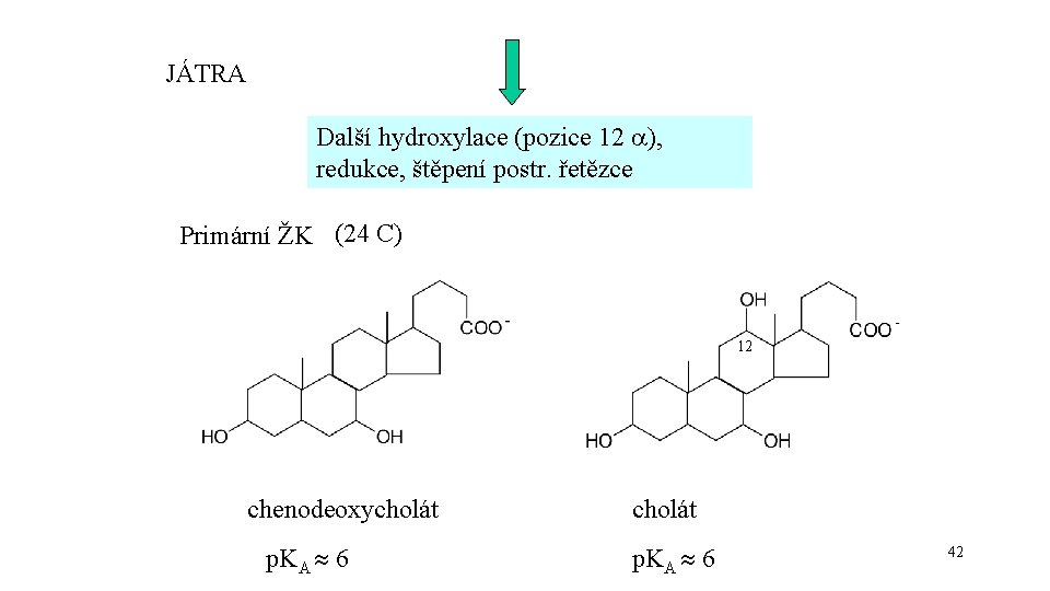 JÁTRA Další hydroxylace (pozice 12 ), redukce, štěpení postr. řetězce Primární ŽK (24 C)