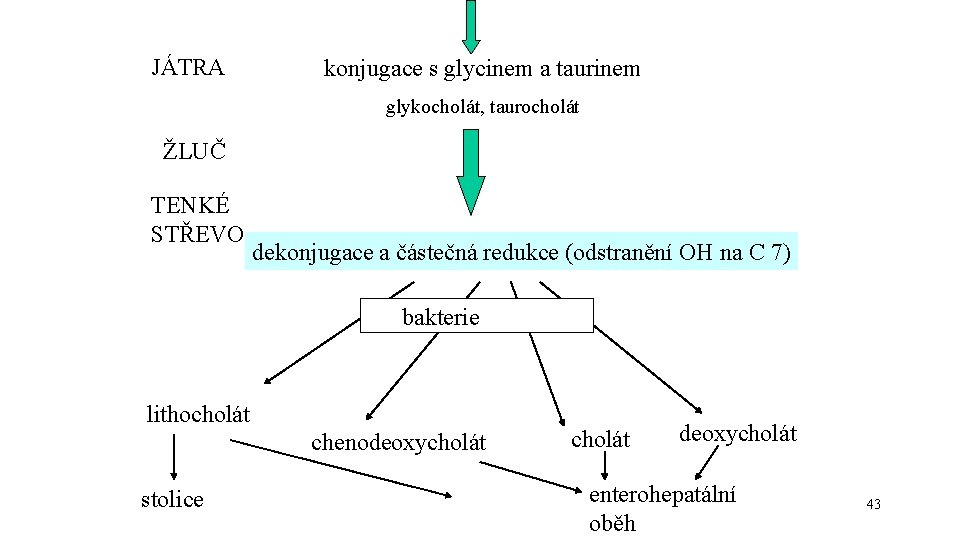 JÁTRA konjugace s glycinem a taurinem glykocholát, taurocholát ŽLUČ TENKÉ STŘEVO dekonjugace a částečná