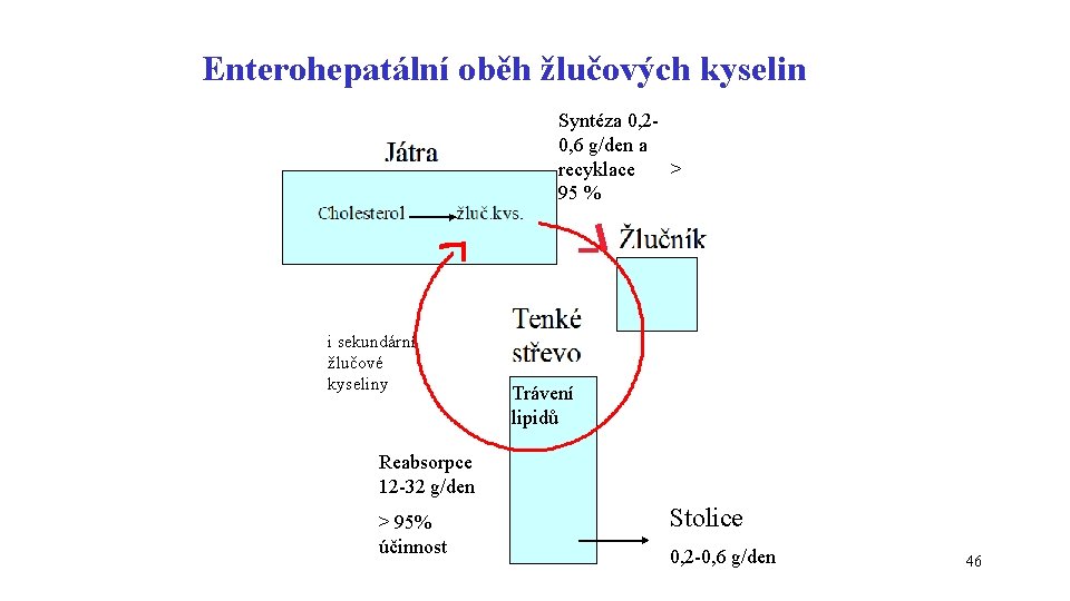 Enterohepatální oběh žlučových kyselin Syntéza 0, 20, 6 g/den a recyklace > 95 %