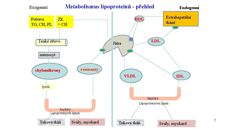 Metabolismus lipoproteinů - přehled Exogenní Potrava TG, CH, PL Endogenní Extrahepatální tkáně HDL ŽK