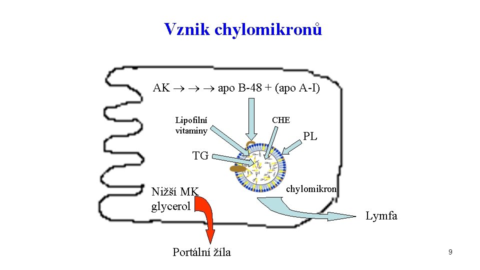 Vznik chylomikronů AK apo B-48 + (apo A-I) Lipofilní vitaminy CHE PL TG Nižší