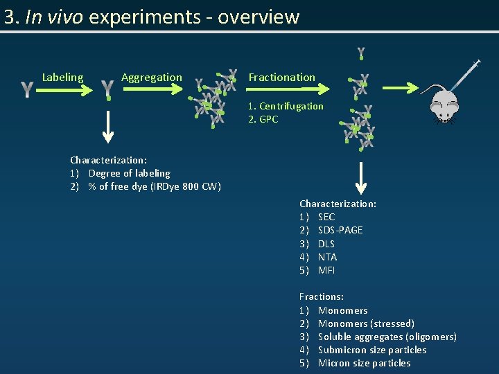 3. In vivo experiments - overview Labeling Aggregation Fractionation 1. Centrifugation 2. GPC Characterization: