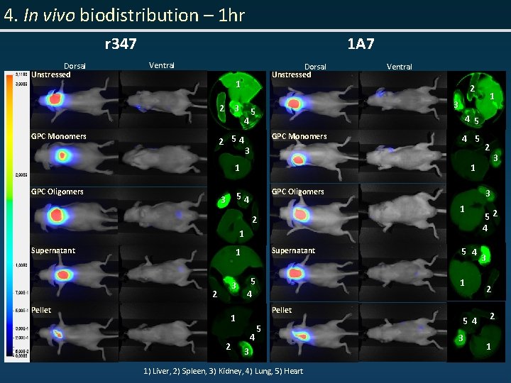 4. In vivo biodistribution – 1 hr r 347 Dorsal Unstressed 1 A 7